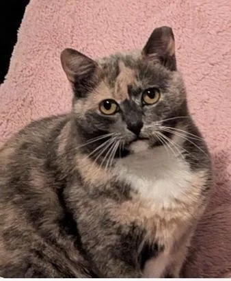 An adult medium-sized female Domestic Short Hair cat named Buffy for adoption in Florence, SC