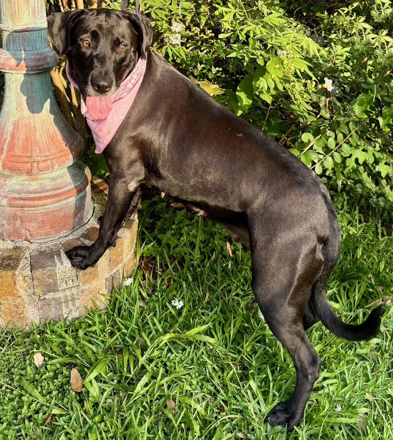 Gorgeous Gaia Big Black