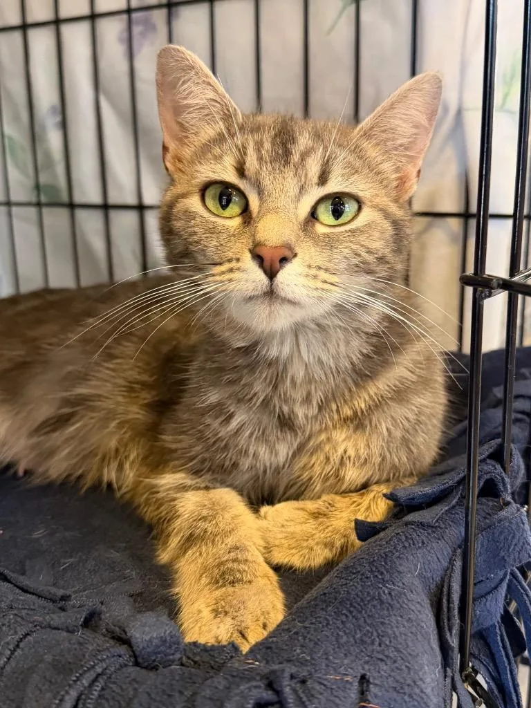 A young medium-sized female Domestic Short Hair cat named Birdie for adoption in Cincinnati, OH
