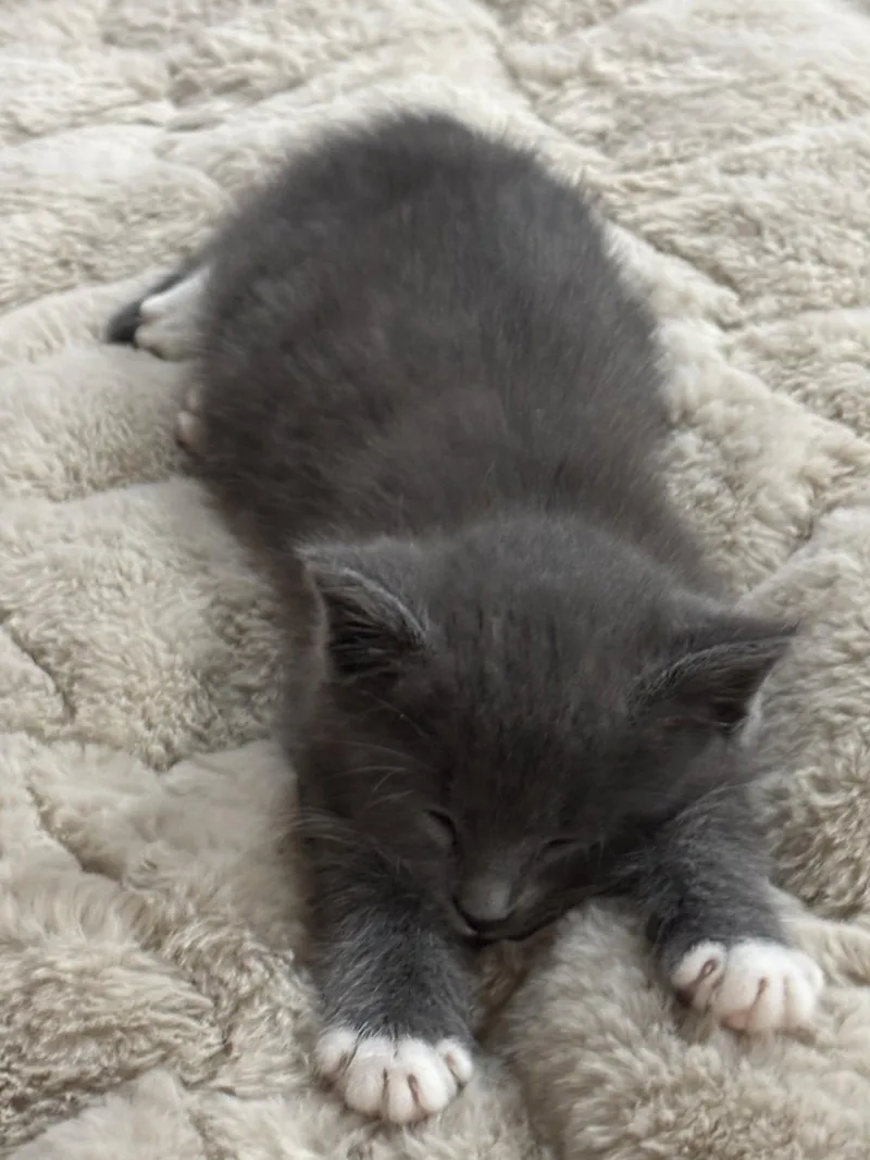 A baby medium-sized female Domestic Short Hair cat named Muffin for adoption in McKinney, TX