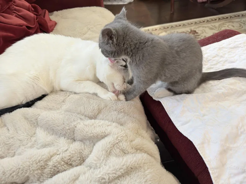 Muffin thumbnail 2