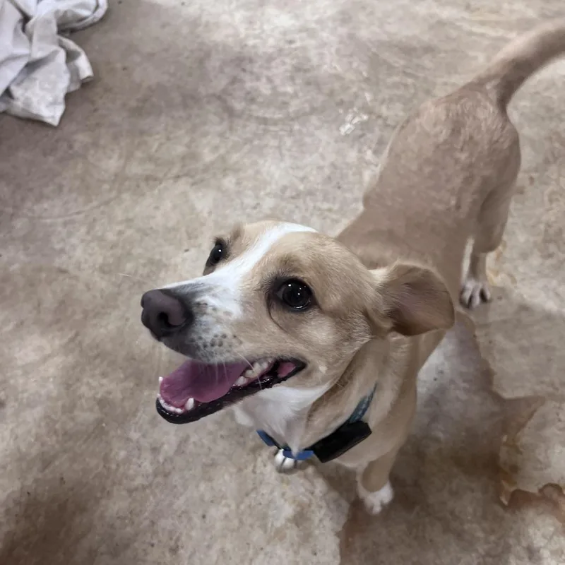 An adult small-sized female Golden Chihuahua dog named Mojave for adoption in Fredericksburg, TX