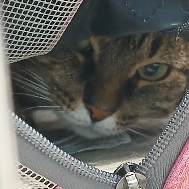 A senior medium-sized female Domestic Short Hair cat named Tiger for adoption in Utica, MI