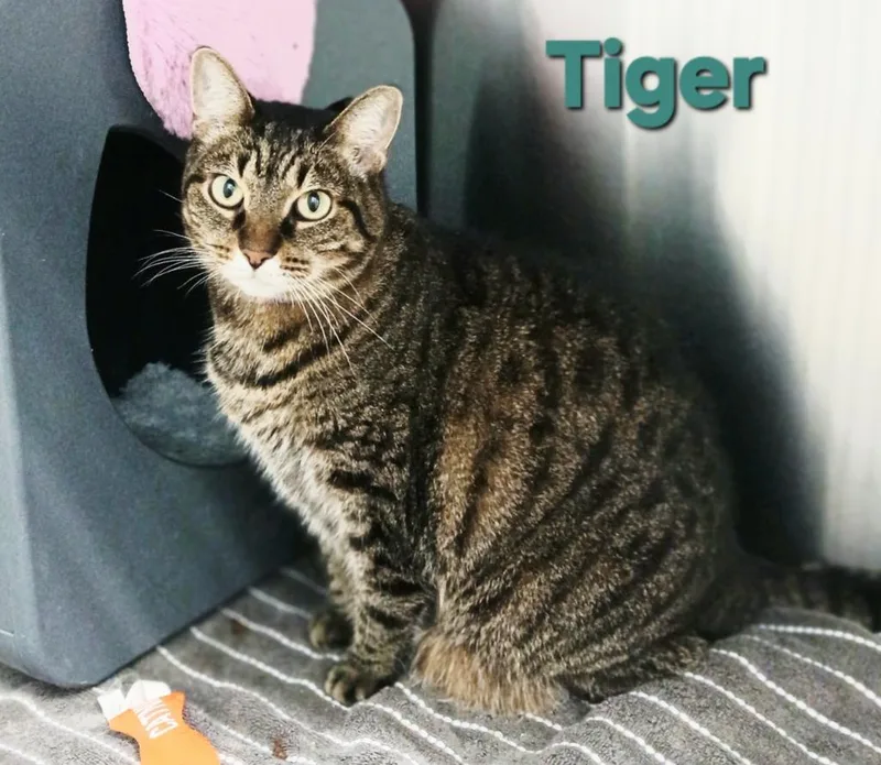 Tiger thumbnail 2