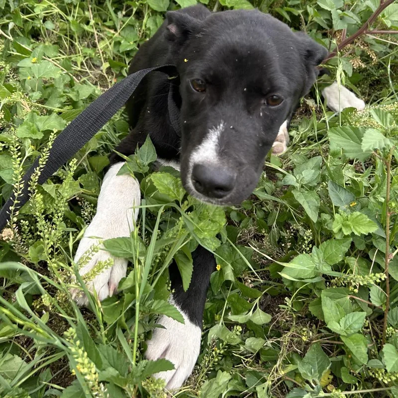 A baby medium-sized male Black Pit Bull Terrier dog named Tweedledum for adoption in Austin, TX
