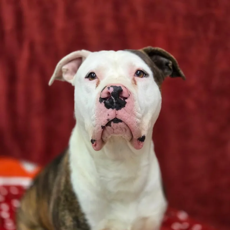 Honey Bun thumbnail 2