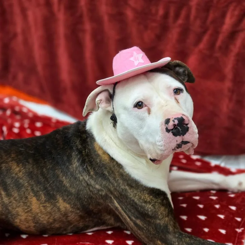 Honey Bun thumbnail 3