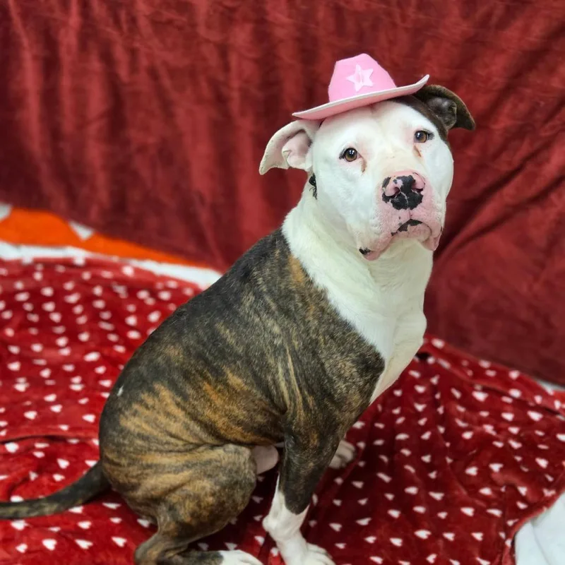 Honey Bun thumbnail 4