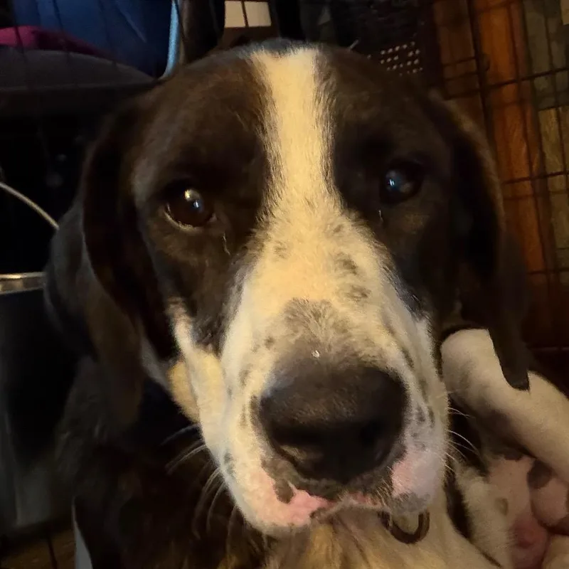 An adult small-sized female Black Hound dog named Mary Puppins for adoption in Greenfield, IN