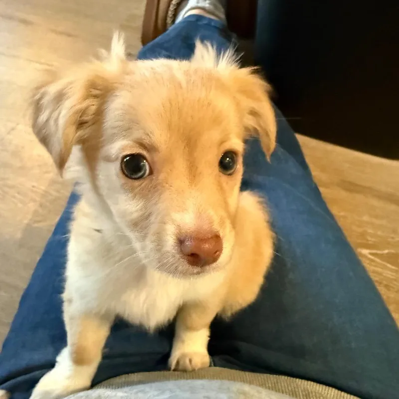 A baby small-sized male Apricot / Beige Chihuahua dog named Alvin for adoption in Point Richmond, CA