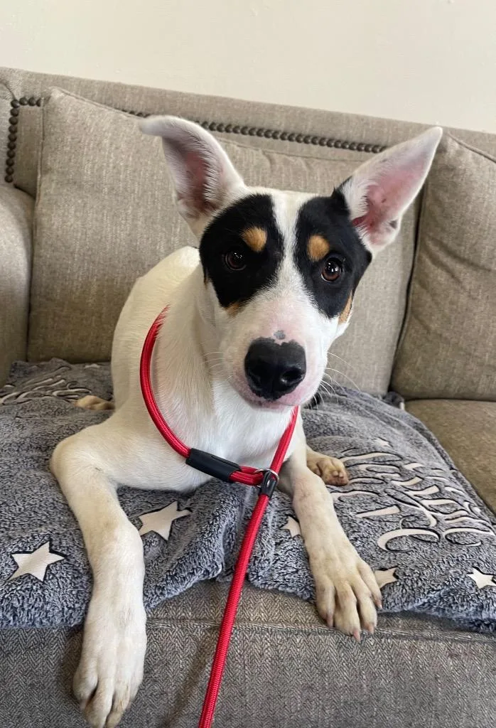 A baby large-sized male Mixed Breed dog named Jumba for adoption in Thousand Oaks, CA