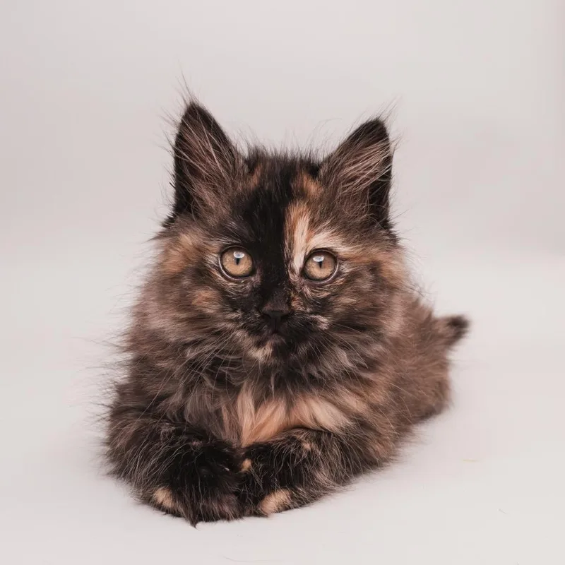 A baby small-sized female Tortoiseshell Domestic Long Hair cat named Zoe for adoption in Palm Springs, CA