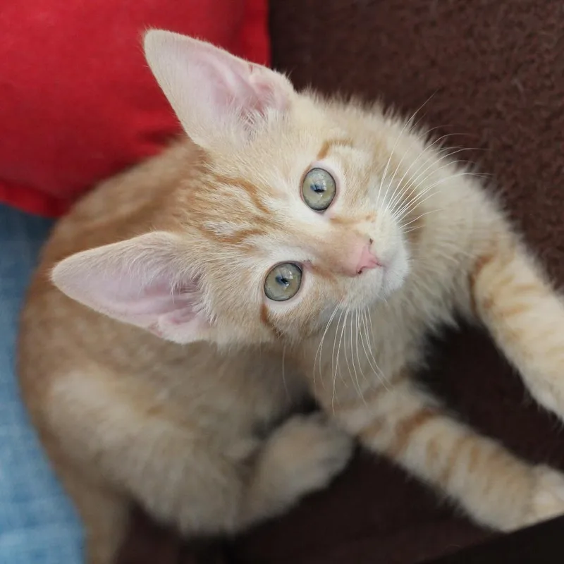 A baby small-sized male Orange / Red Domestic Short Hair cat named Lobster for adoption in Chapel Hill, NC