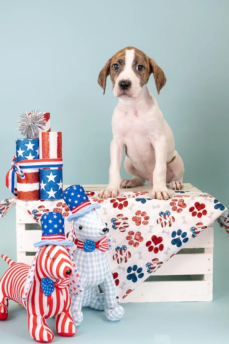 A baby medium-sized male Pit Bull Terrier dog named 540-26 for adoption in Brighton, CO