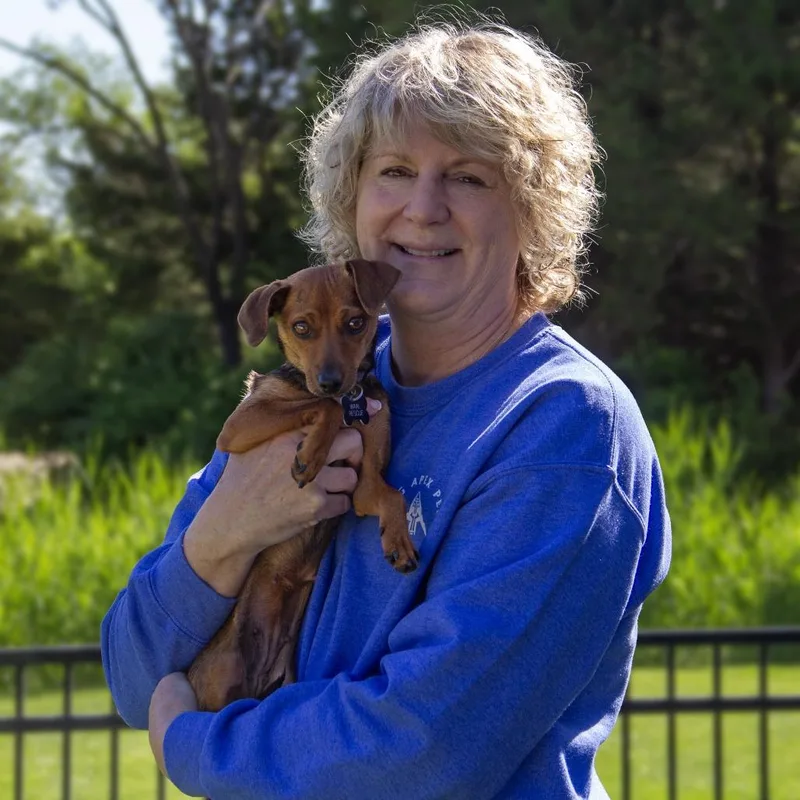 An adult small-sized female Brown / Chocolate Dachshund dog named Lucy for adoption in Wichita, KS