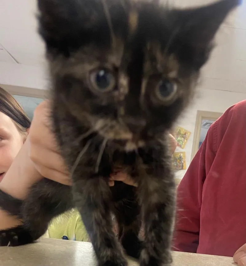 A young medium-sized female Domestic Short Hair cat named Kylie for adoption in Batesville, AR