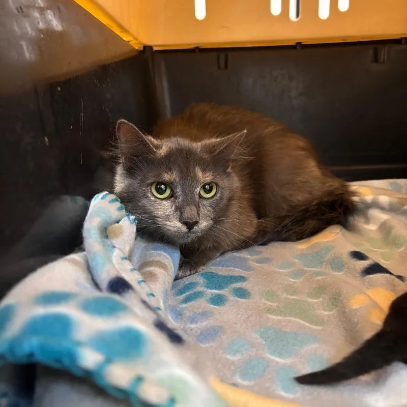 A young medium-sized female Gray / Blue / Silver Domestic Medium Hair cat named Lana for adoption in Lake Jackson, TX