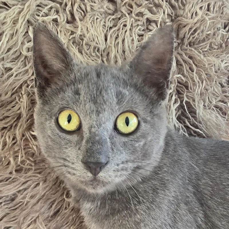 A baby medium-sized male Gray / Blue / Silver Domestic Short Hair cat named Smokey for adoption in Saint Paul, MN