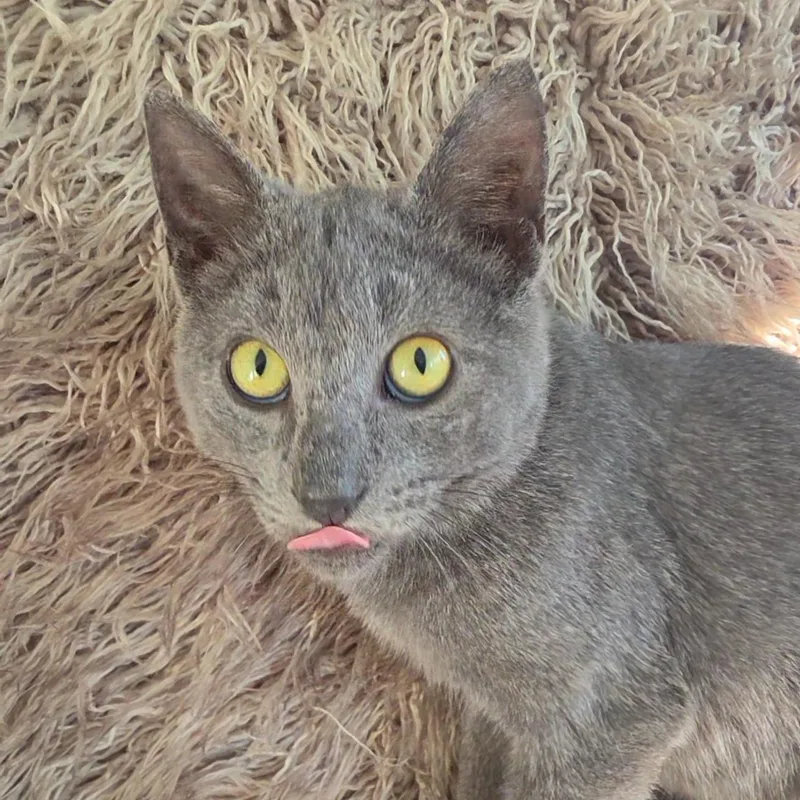 Smokey thumbnail 4