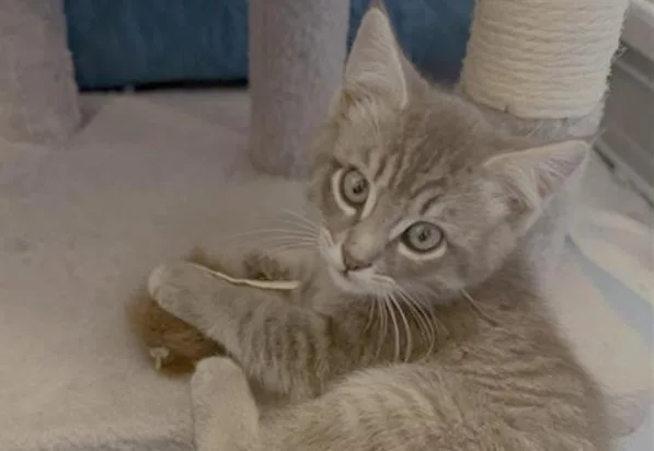A baby small-sized male Domestic Short Hair cat named Oz for adoption in Palo Alto, CA