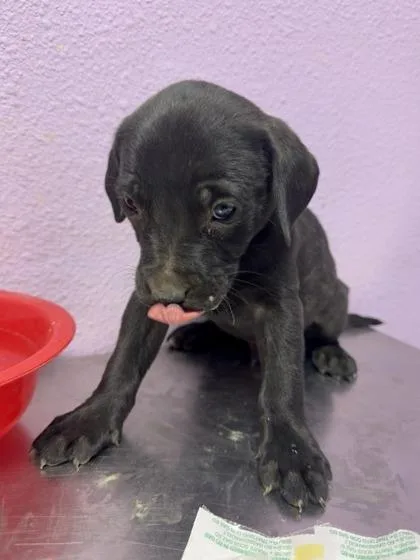 A baby small-sized male Black Pit Bull Terrier dog named 61008185 for adoption in El Paso, TX