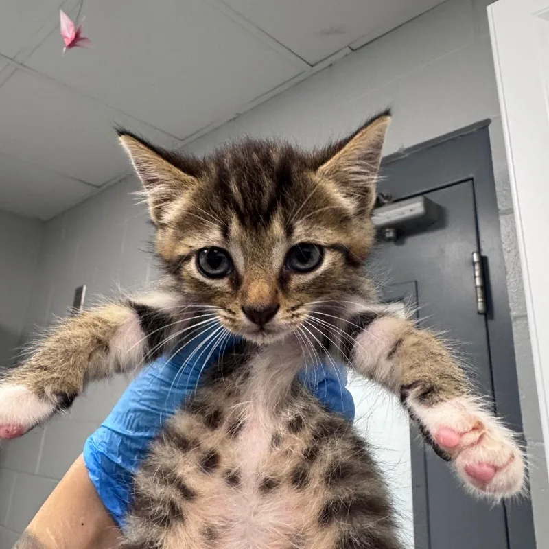 A baby small-sized female Brown / Chocolate Domestic Short Hair cat named Penny for adoption in Greenville, SC