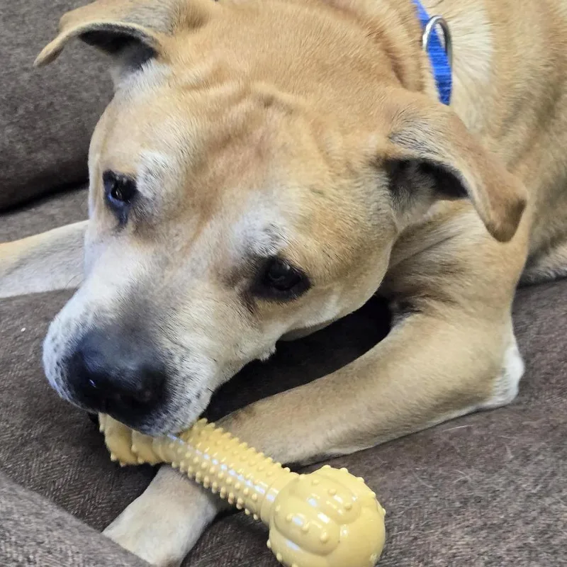 An adult medium-sized male Red / Chestnut / Orange Mixed Breed dog named Bumper for adoption in Freeport, FL