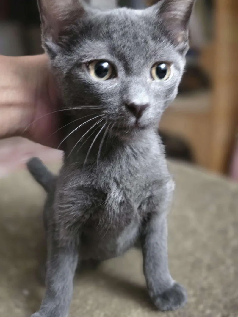 A young small-sized female Gray / Blue / Silver Domestic Short Hair cat named Twilight for adoption in Piscataway, NJ