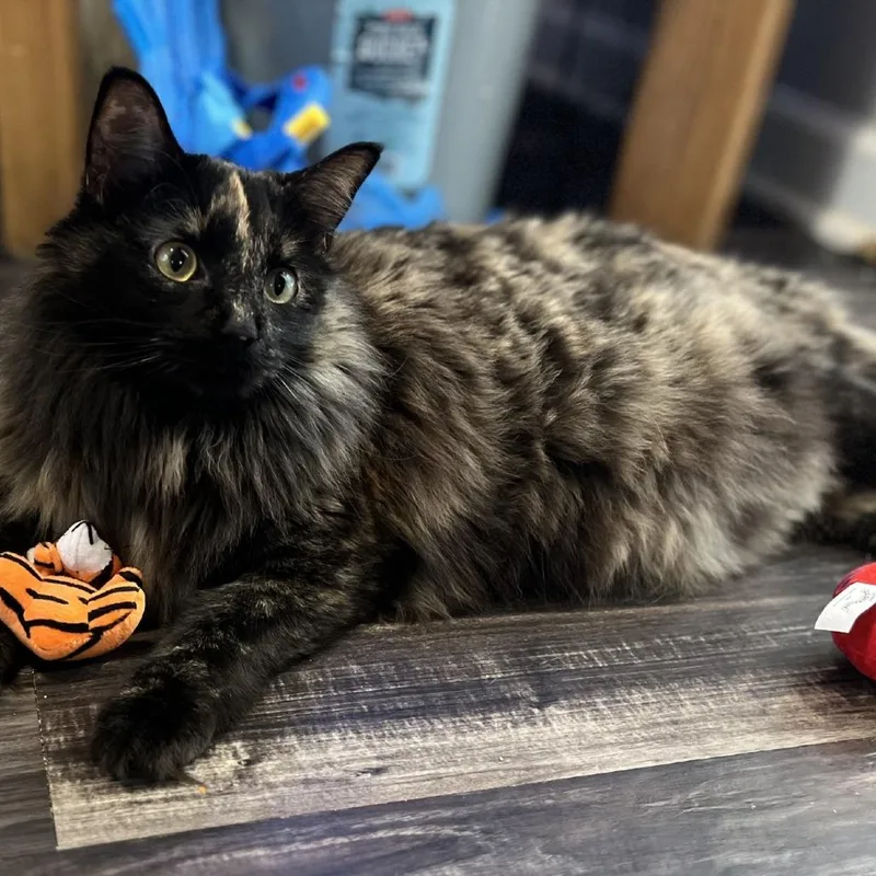 A young large-sized female Domestic Long Hair cat named Cordelia for adoption in Prosper, TX