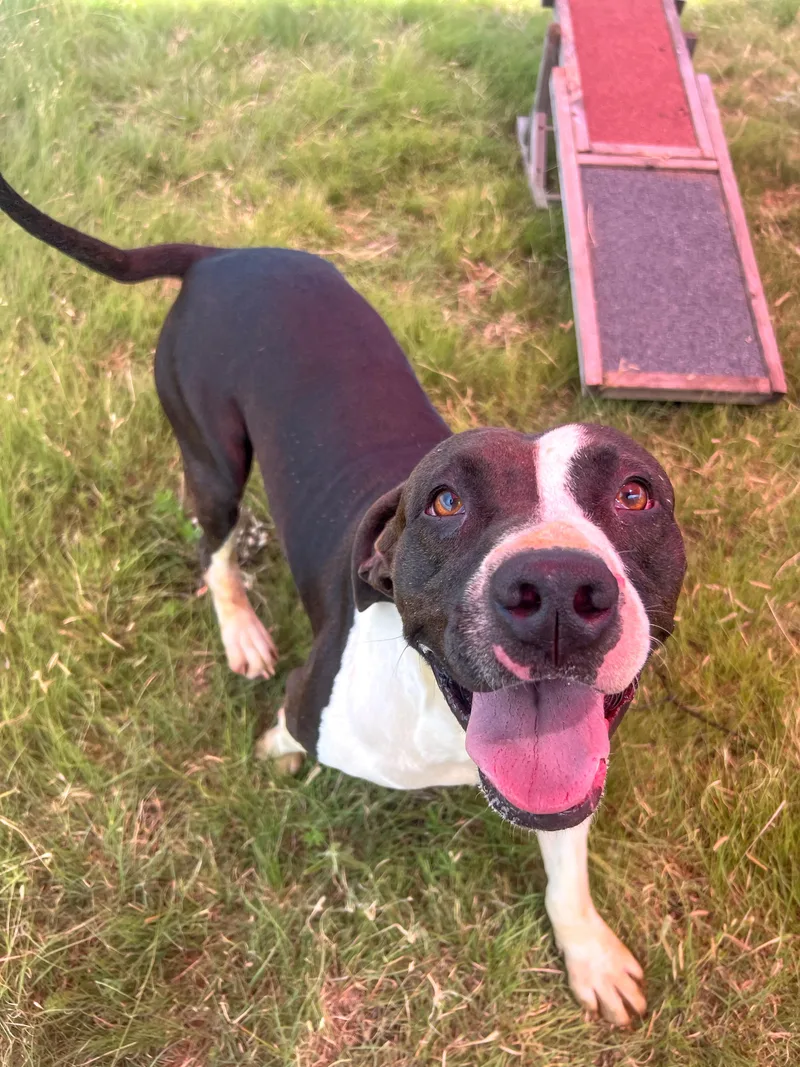 An adult medium-sized female Black Mixed Breed dog named Pringles for adoption in Canyon, TX
