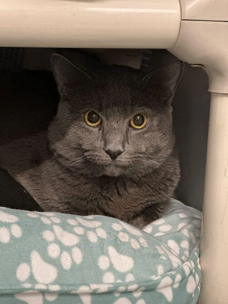 A baby small-sized male Gray / Blue / Silver Domestic Short Hair cat named Melvin for adoption in Alexandria, VA
