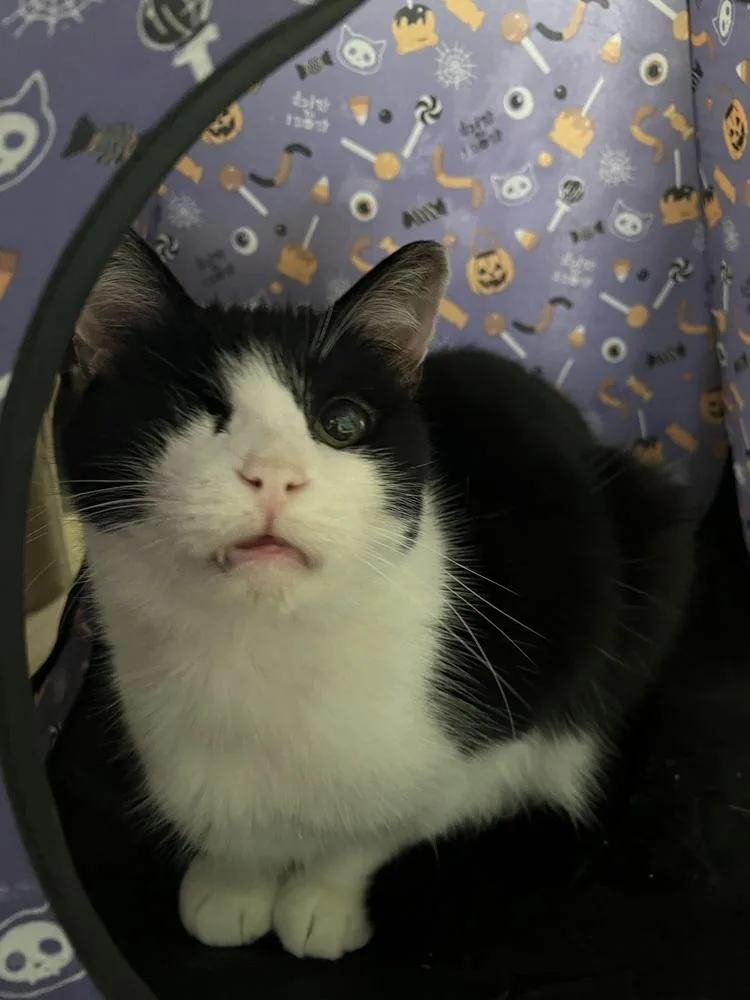 Louie  Angelo thumbnail 2