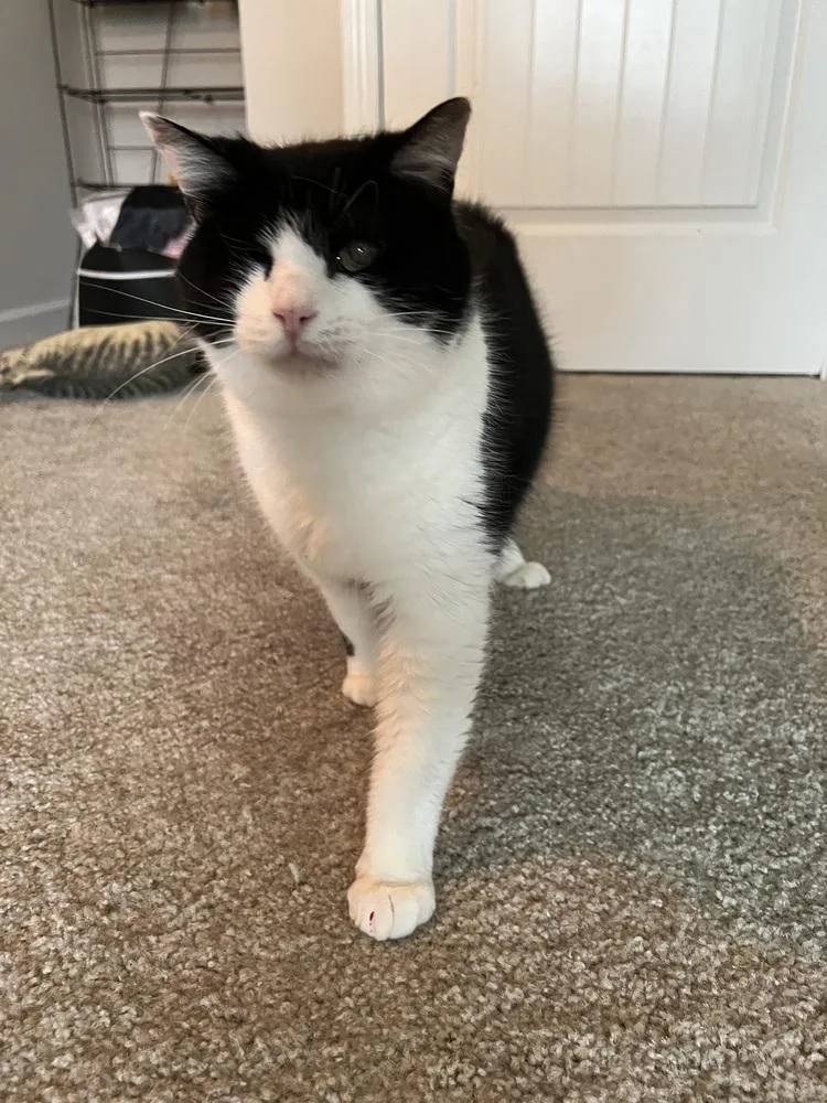 Louie  Angelo thumbnail 4