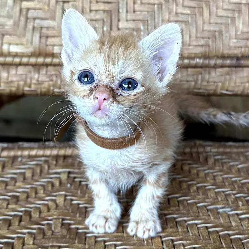 A baby small-sized male Orange / Red Domestic Short Hair cat named Superman for adoption in Long Beach, CA