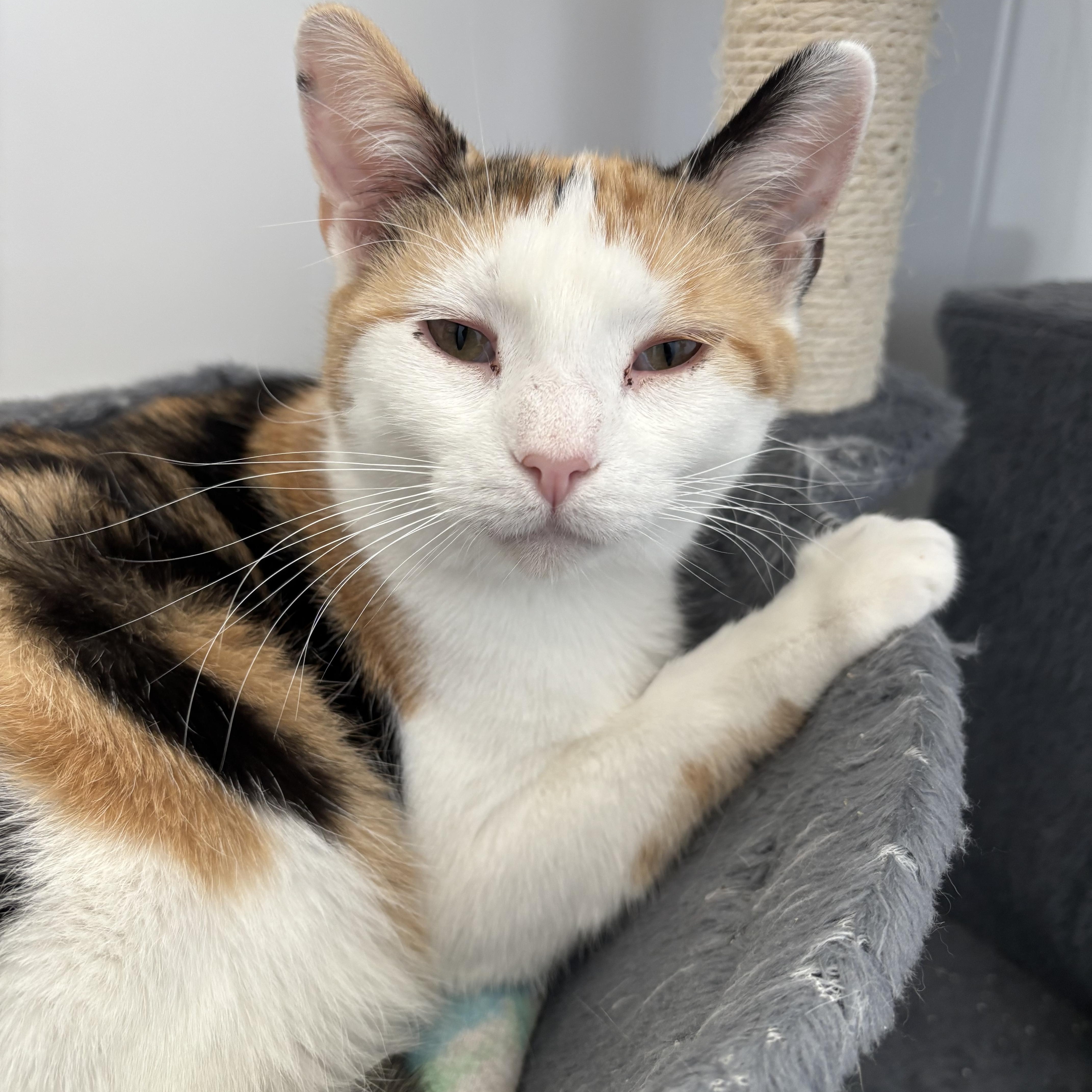 An adult medium-sized female Calico Domestic Short Hair cat named Frieda Falcon for adoption in Richland Center, WI