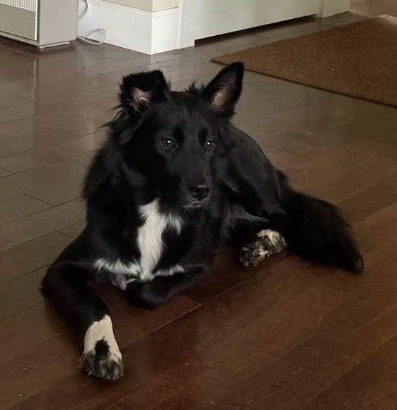 A baby medium-sized female Black Border Collie dog named Sophie for adoption in Bend, OR