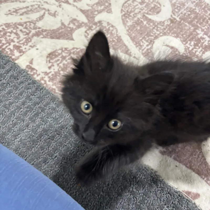 A baby medium-sized female Black Domestic Long Hair cat named Sue Flay for adoption in Columbia, MO