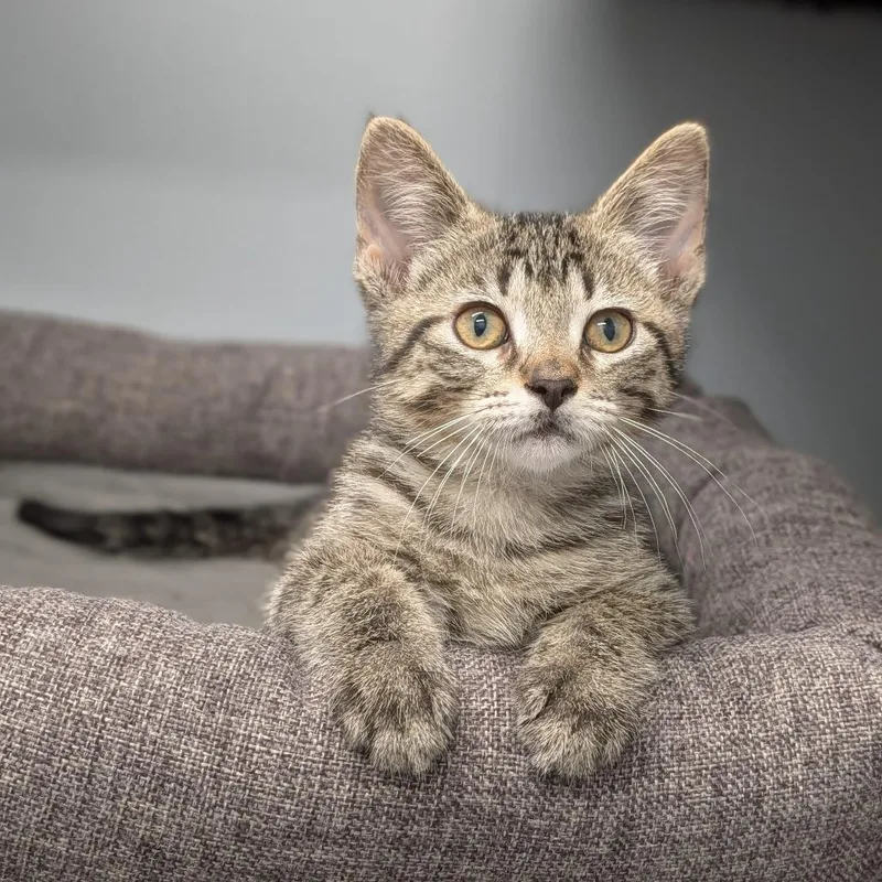 A baby medium-sized male Tabby (Brown / Chocolate) Domestic Short Hair cat named Ludacris for adoption in Cape Girardeau, MO