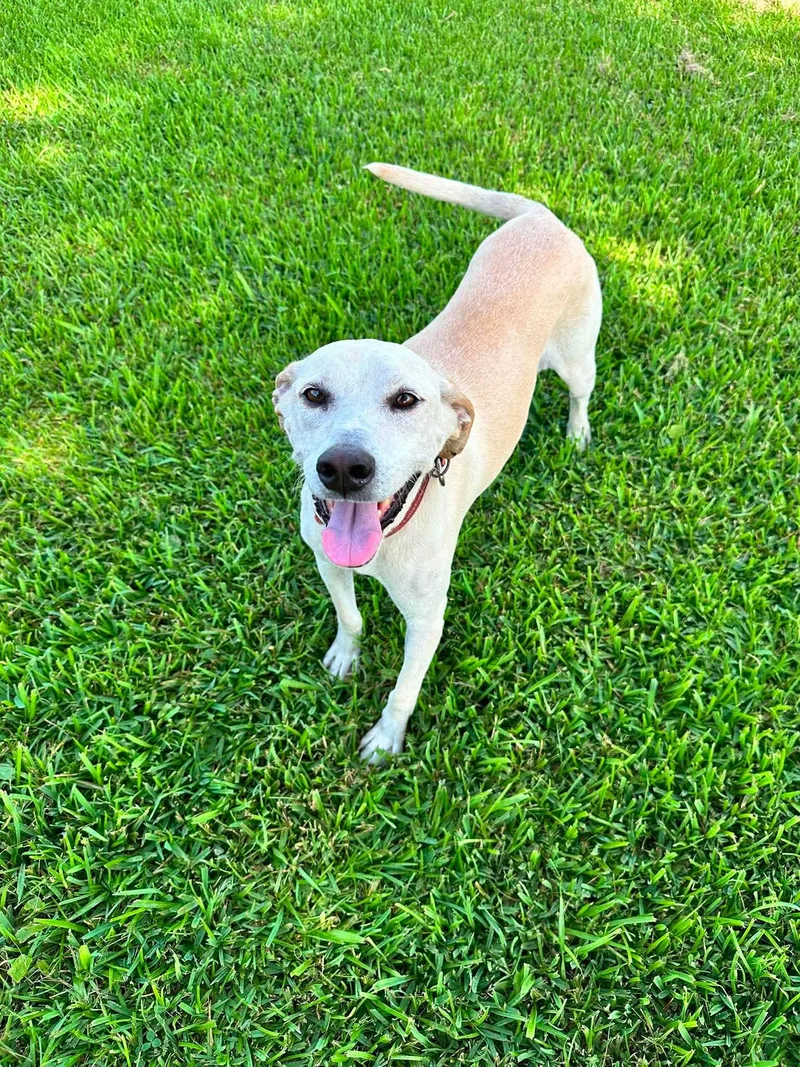 An adult medium-sized male Yellow Labrador Retriever dog named Ducky for adoption in Killingworth, CT