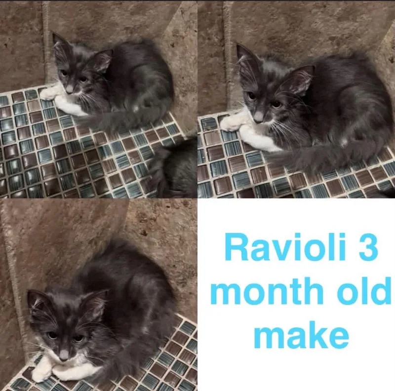 A baby small-sized male Domestic Medium Hair cat named Ravioli for adoption in Mustang, OK
