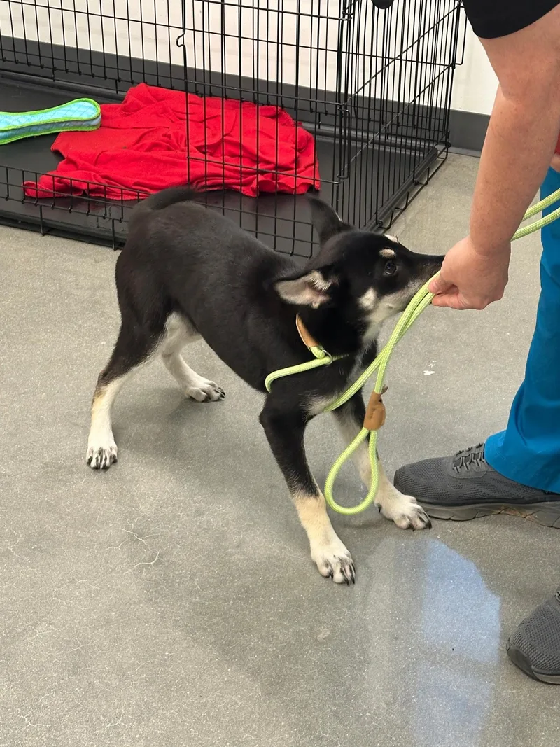 A baby large-sized female German Shepherd Dog dog named Echel for adoption in Orlando, FL