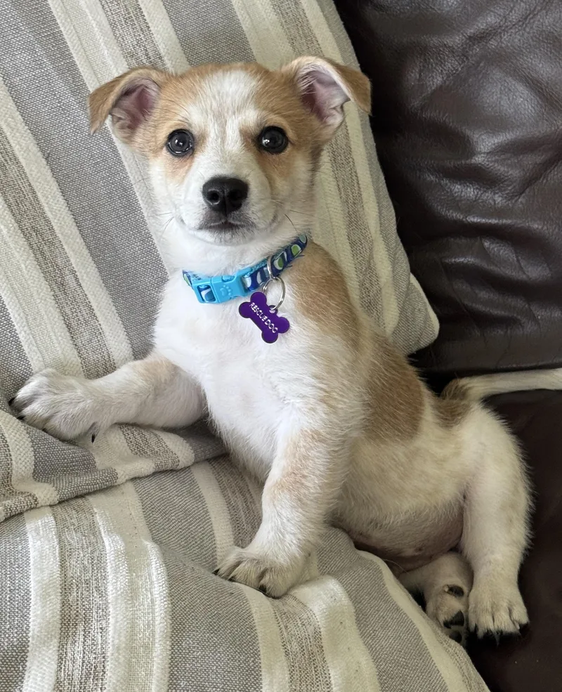 A baby medium-sized male Yellow / Tan / Blond / Fawn Australian Cattle Dog / Blue Heeler dog named Asher for adoption in Solon, OH