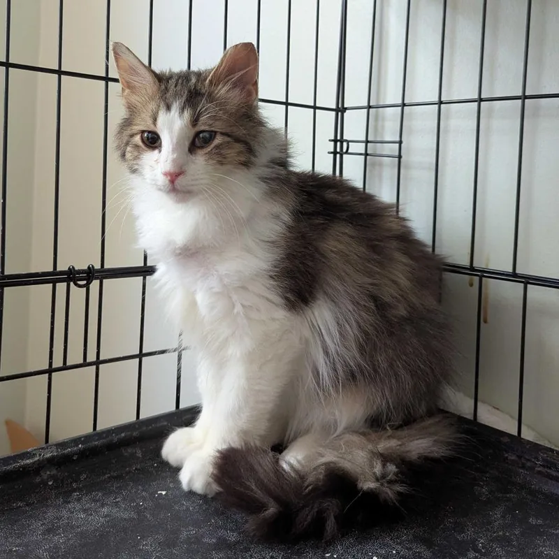 A young small-sized male Brown / Chocolate Domestic Long Hair cat named Sonoma for adoption in PITTSBURGH, PA