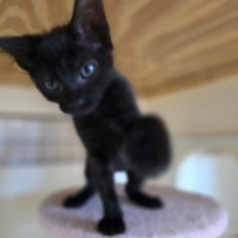 A baby small-sized female Black Domestic Short Hair cat named Aka  Chino Hills for adoption in Chino Hills, CA
