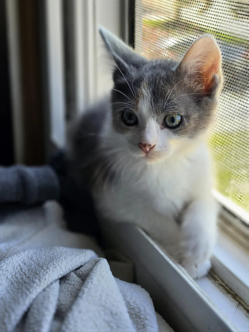 A baby small-sized female Domestic Short Hair cat named Maleficent for adoption in Lockport, IL