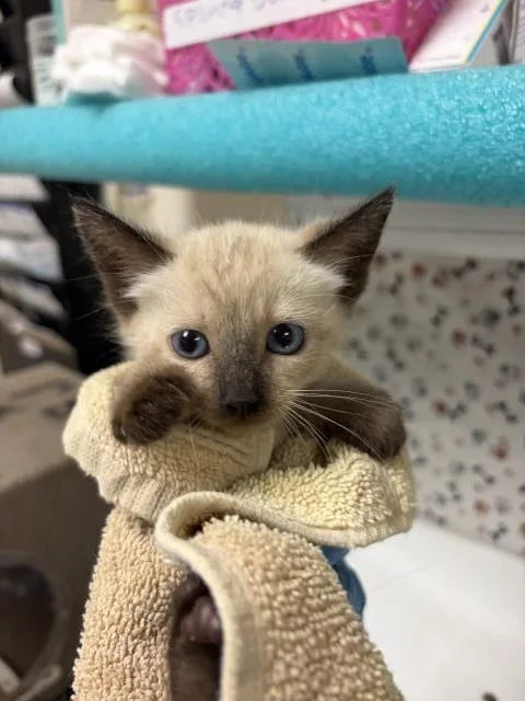 A baby small-sized female Domestic Short Hair cat named Blue for adoption in Riverside, CA