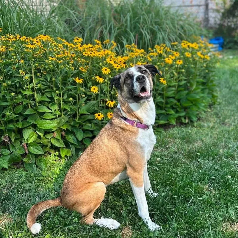 An adult large-sized female Yellow / Tan / Blond / Fawn Anatolian Shepherd dog named Maggie for adoption in Alexandria, VA