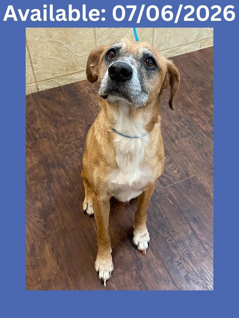 A senior medium-sized male Boxer dog named Dog Kennel Jax for adoption in Greenville, TX