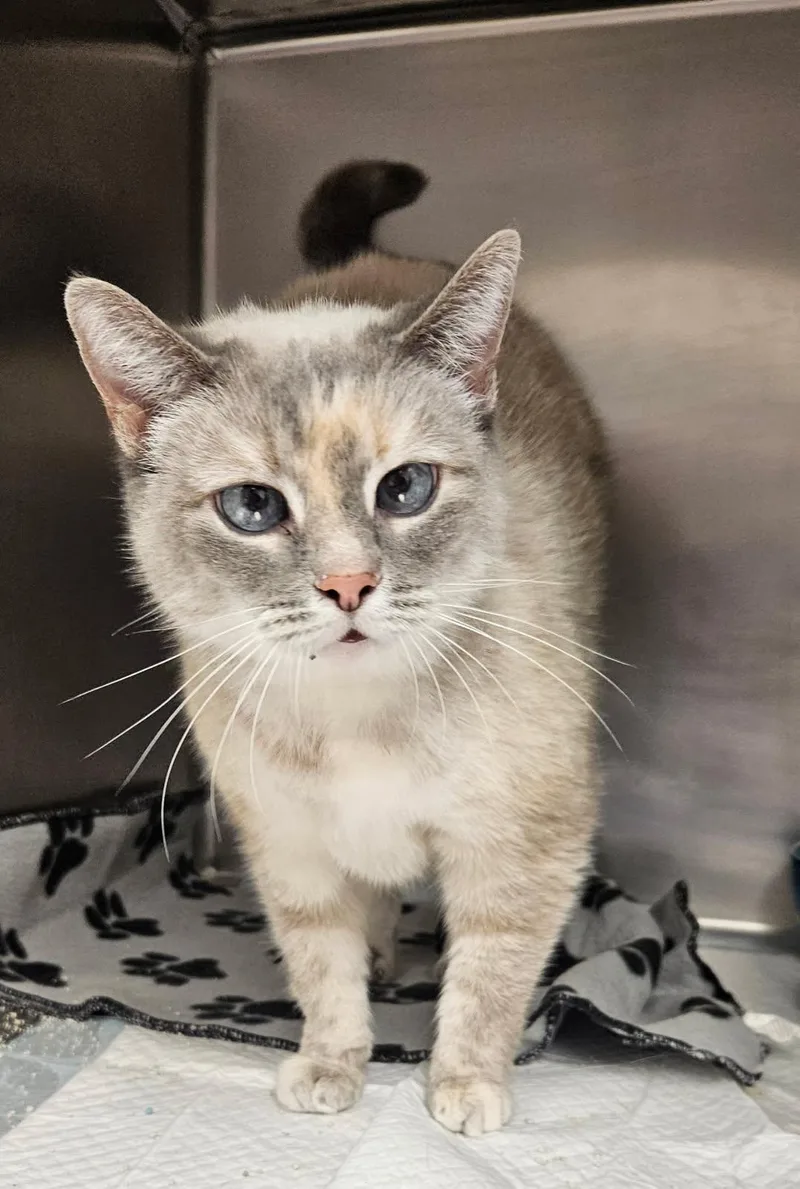 An adult large-sized female Dilute Calico Domestic Short Hair cat named Rosie for adoption in Mansfield, OH
