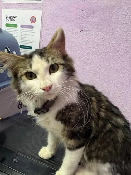 A baby medium-sized male White Domestic Long Hair cat named 60798352 for adoption in El Paso, TX